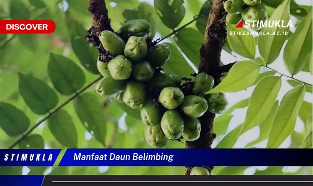 manfaat daun belimbing