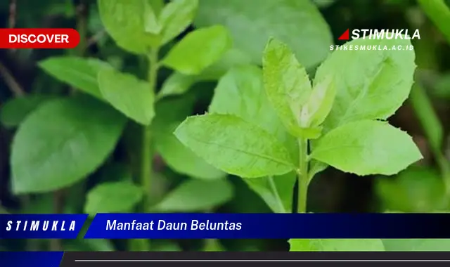 manfaat daun beluntas