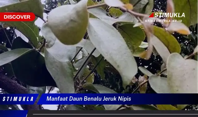 manfaat daun benalu jeruk nipis