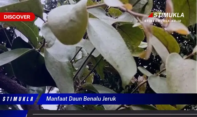 manfaat daun benalu jeruk