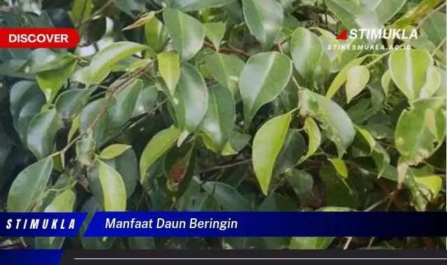 manfaat daun beringin