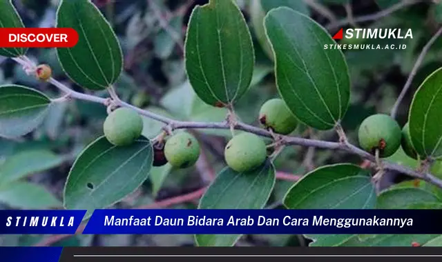 manfaat daun bidara arab dan cara menggunakannya