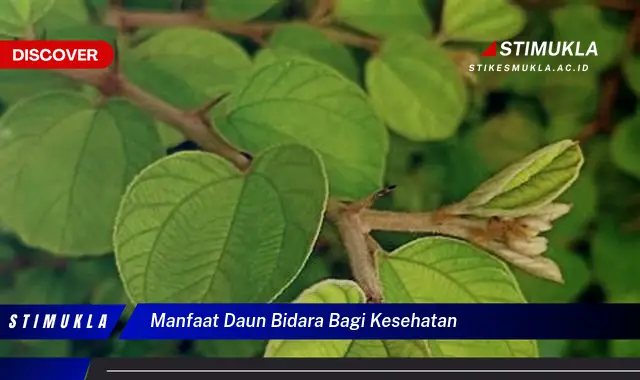 manfaat daun bidara bagi kesehatan