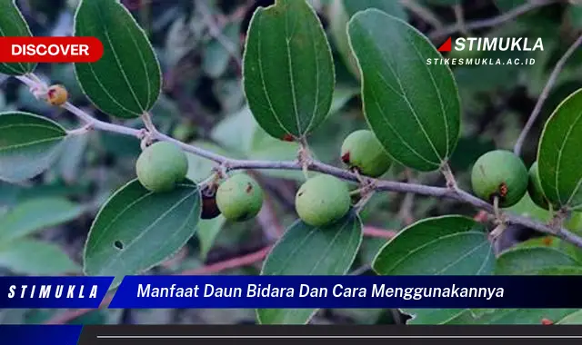 manfaat daun bidara dan cara menggunakannya