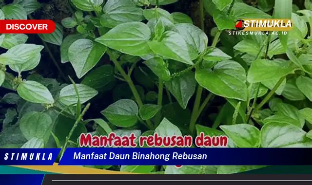 manfaat daun binahong rebusan