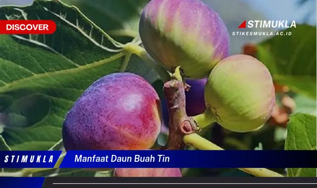 manfaat daun buah tin