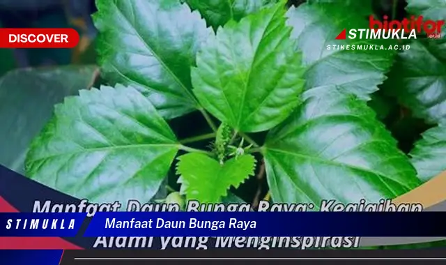 manfaat daun bunga raya