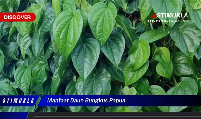 manfaat daun bungkus papua