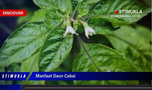 manfaat daun cabai