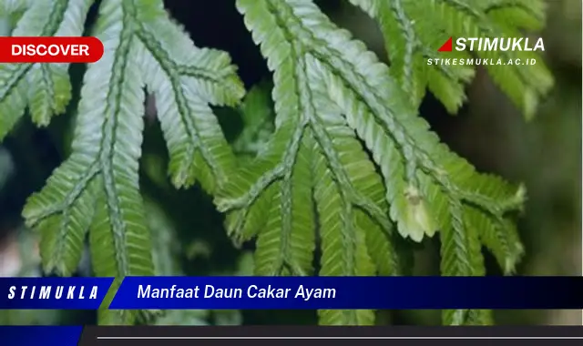 manfaat daun cakar ayam