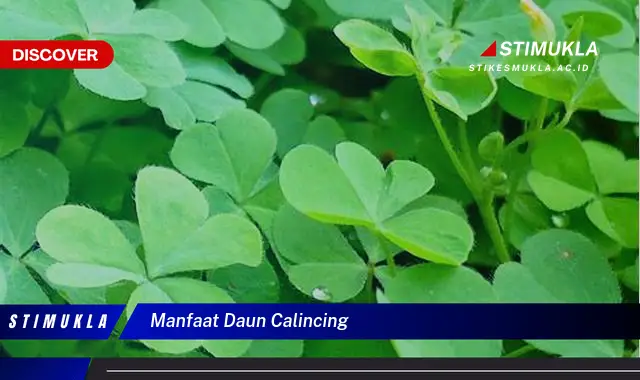 manfaat daun calincing