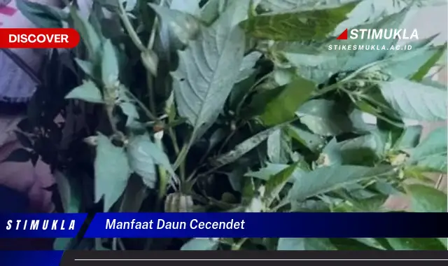 manfaat daun cecendet