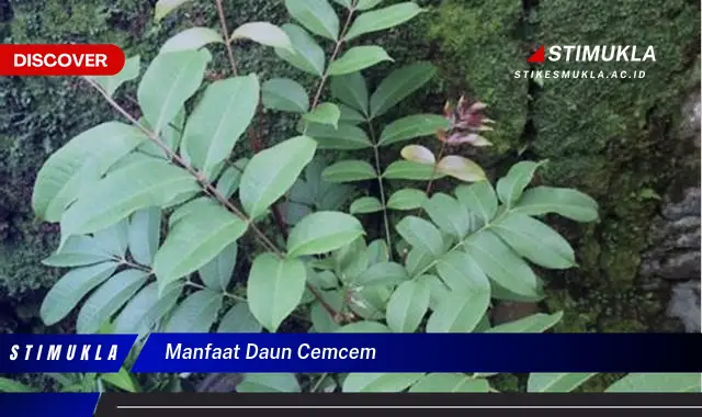 manfaat daun cemcem