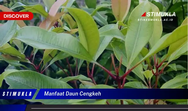 manfaat daun cengkeh