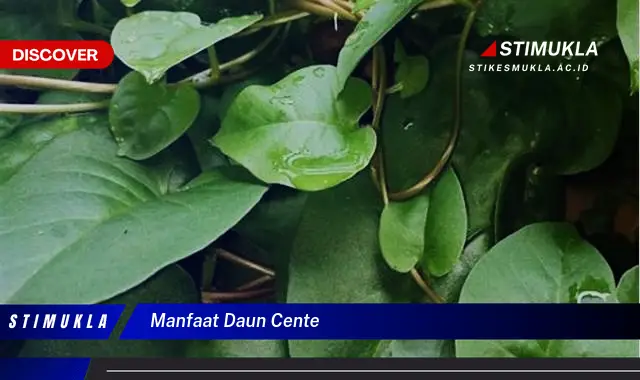manfaat daun cente
