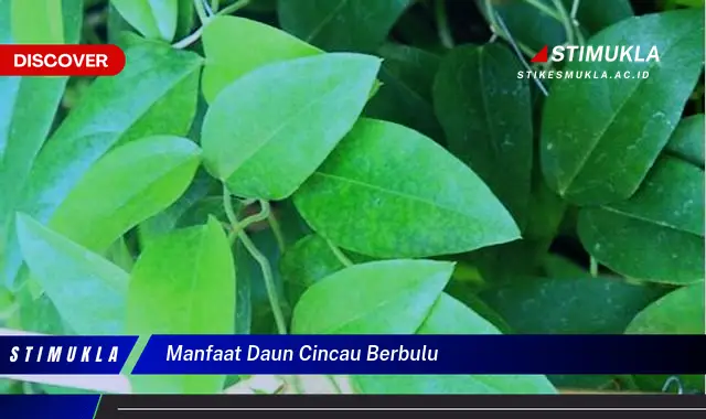 manfaat daun cincau berbulu