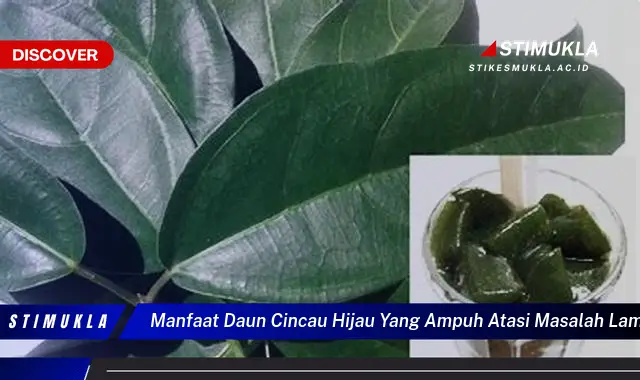 manfaat daun cincau hijau yang ampuh atasi masalah lambung