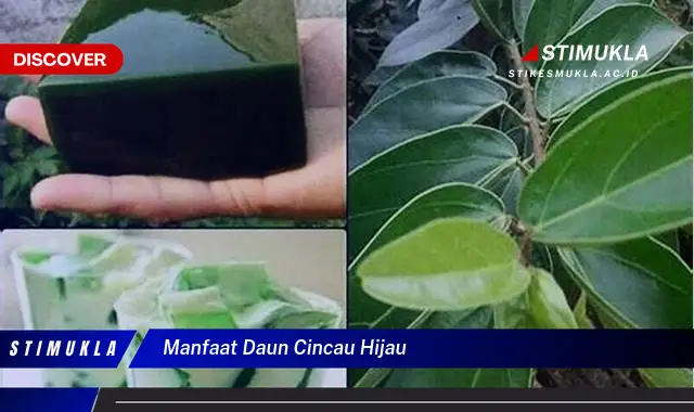 manfaat daun cincau hijau