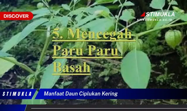 manfaat daun ciplukan kering