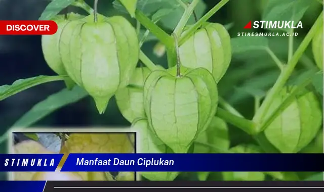 manfaat daun ciplukan