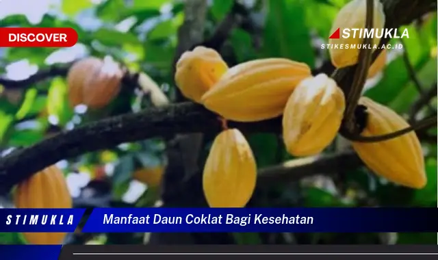 manfaat daun coklat bagi kesehatan