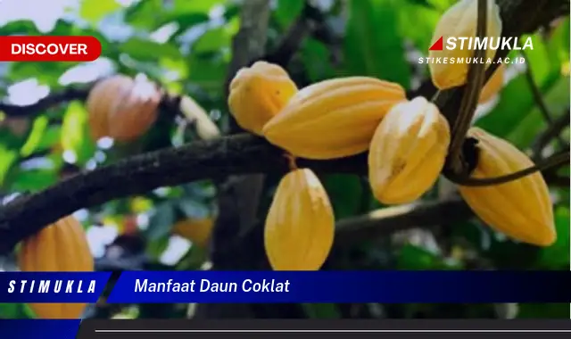 manfaat daun coklat