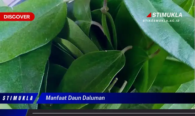 manfaat daun daluman