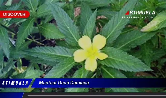 manfaat daun damiana