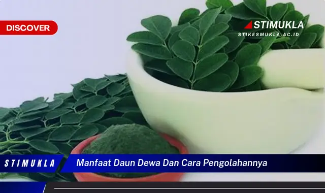 manfaat daun dewa dan cara pengolahannya