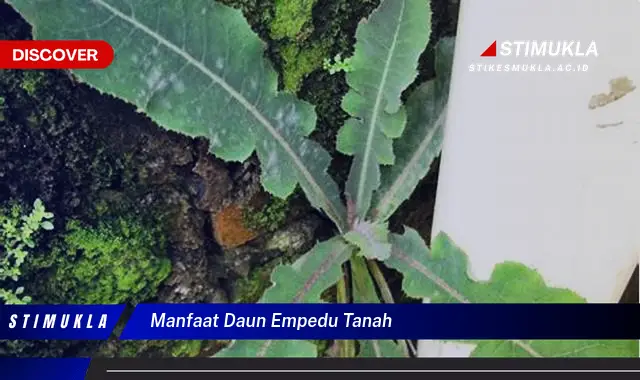 manfaat daun empedu tanah