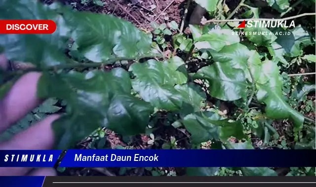 manfaat daun encok
