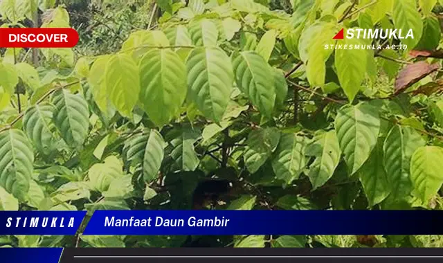 manfaat daun gambir