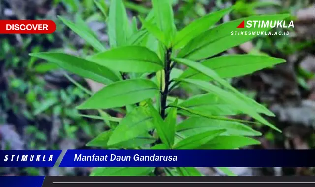 manfaat daun gandarusa