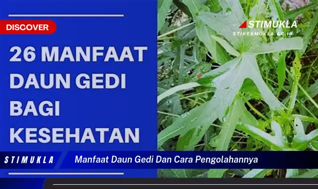 manfaat daun gedi dan cara pengolahannya