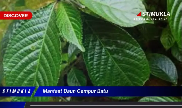 manfaat daun gempur batu