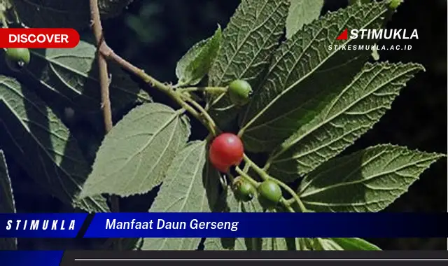 manfaat daun gerseng