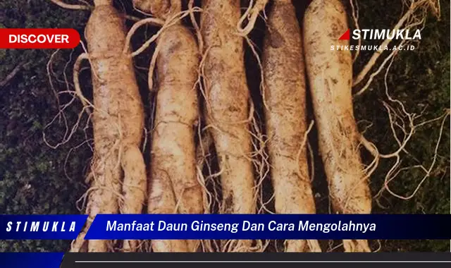 manfaat daun ginseng dan cara mengolahnya