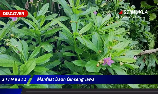 manfaat daun ginseng jawa