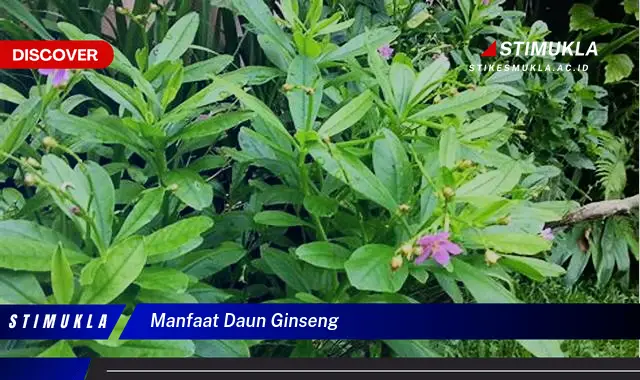 manfaat daun ginseng