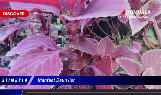 manfaat daun iler