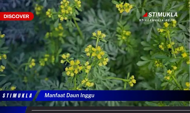 manfaat daun inggu