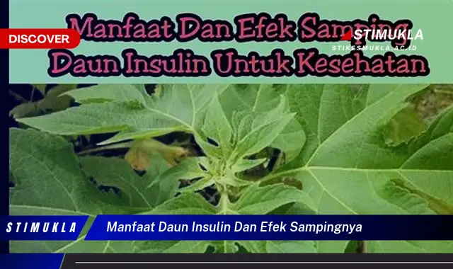 manfaat daun insulin dan efek sampingnya