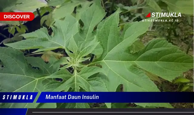 manfaat daun insulin