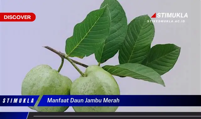 manfaat daun jambu merah