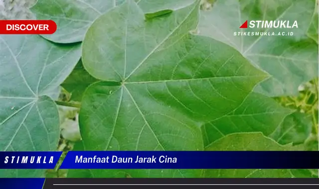 manfaat daun jarak cina