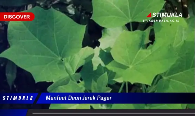 manfaat daun jarak pagar