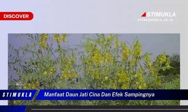 manfaat daun jati cina dan efek sampingnya