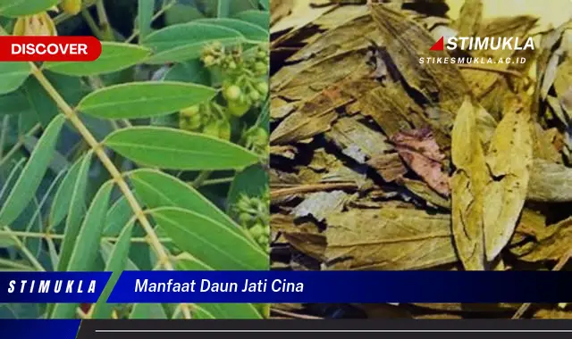 manfaat daun jati cina