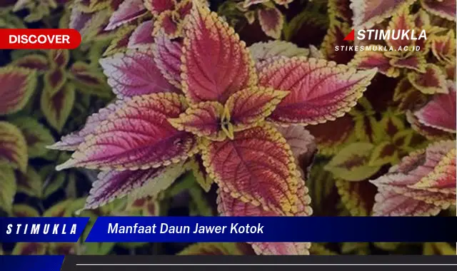 manfaat daun jawer kotok