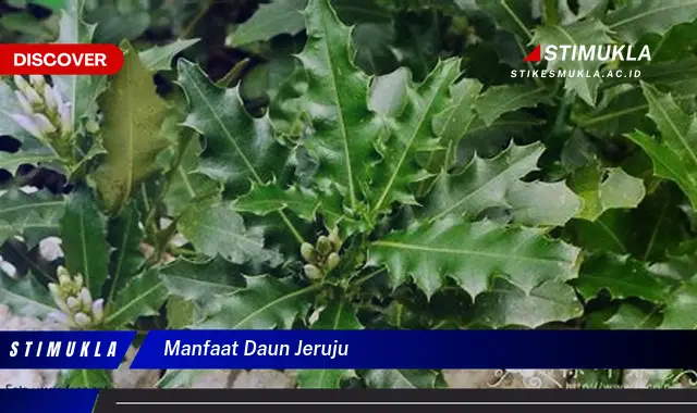 manfaat daun jeruju